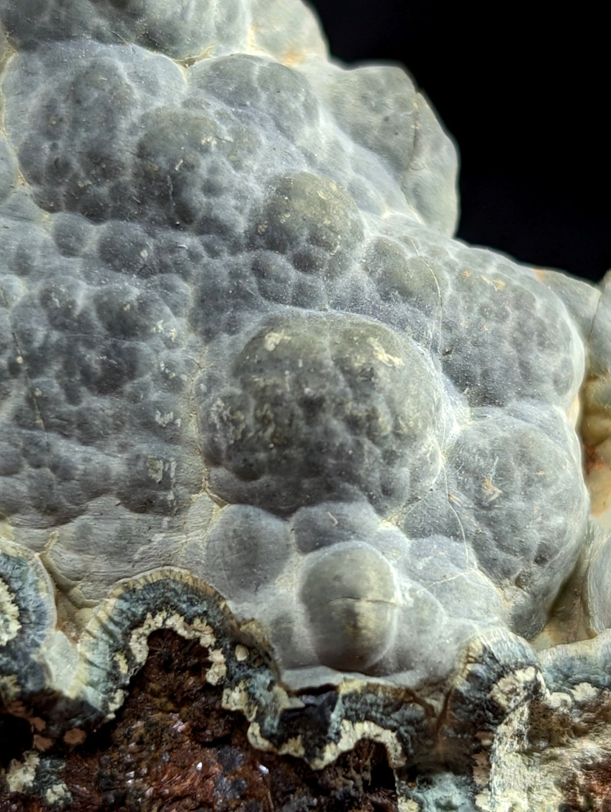 Gray, bumpy mushroom with a textured surface and wavy edges.