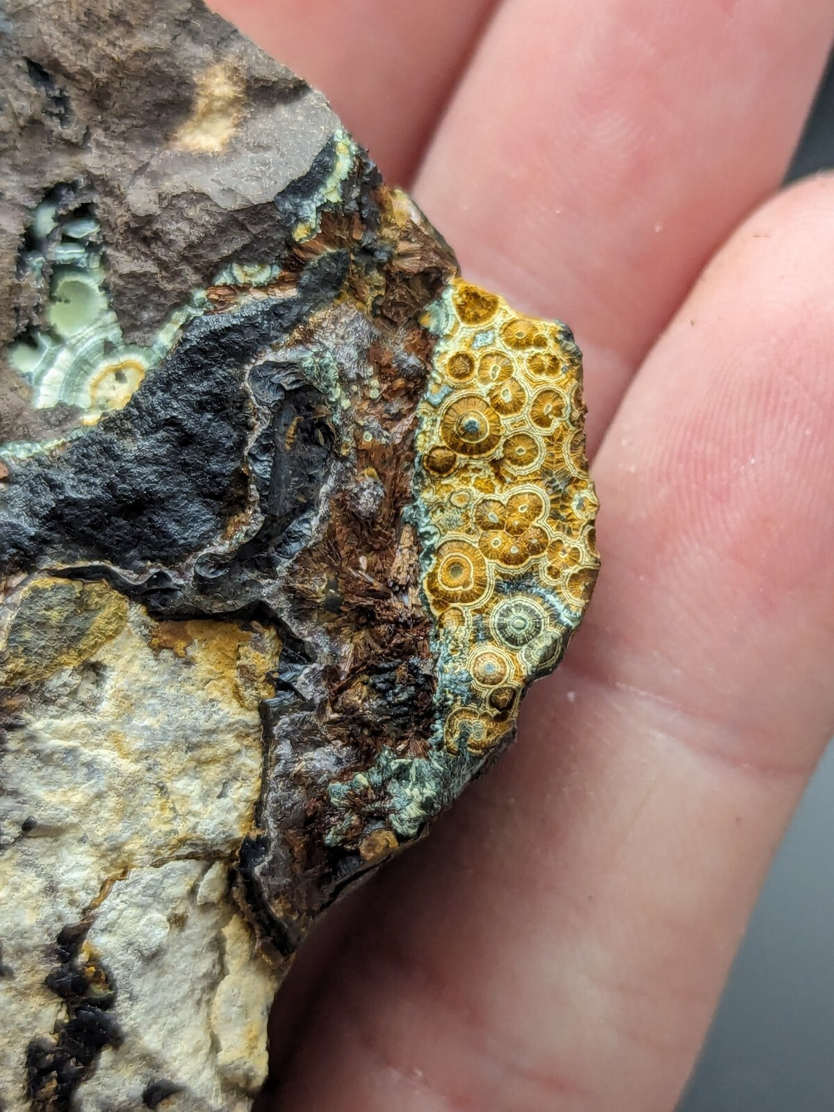 A hand holds a rugged rock specimen featuring vibrant golden-yellow circular patterns, accented with patches of green and gray lichen.
