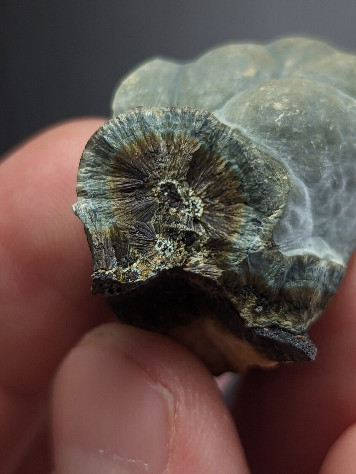 Kidwellite Dufrenite Beraunite etc (VERY RARE 3 Oaks Gap Polk Co. Arkansas) - Collectibles:Rocks Fossils &