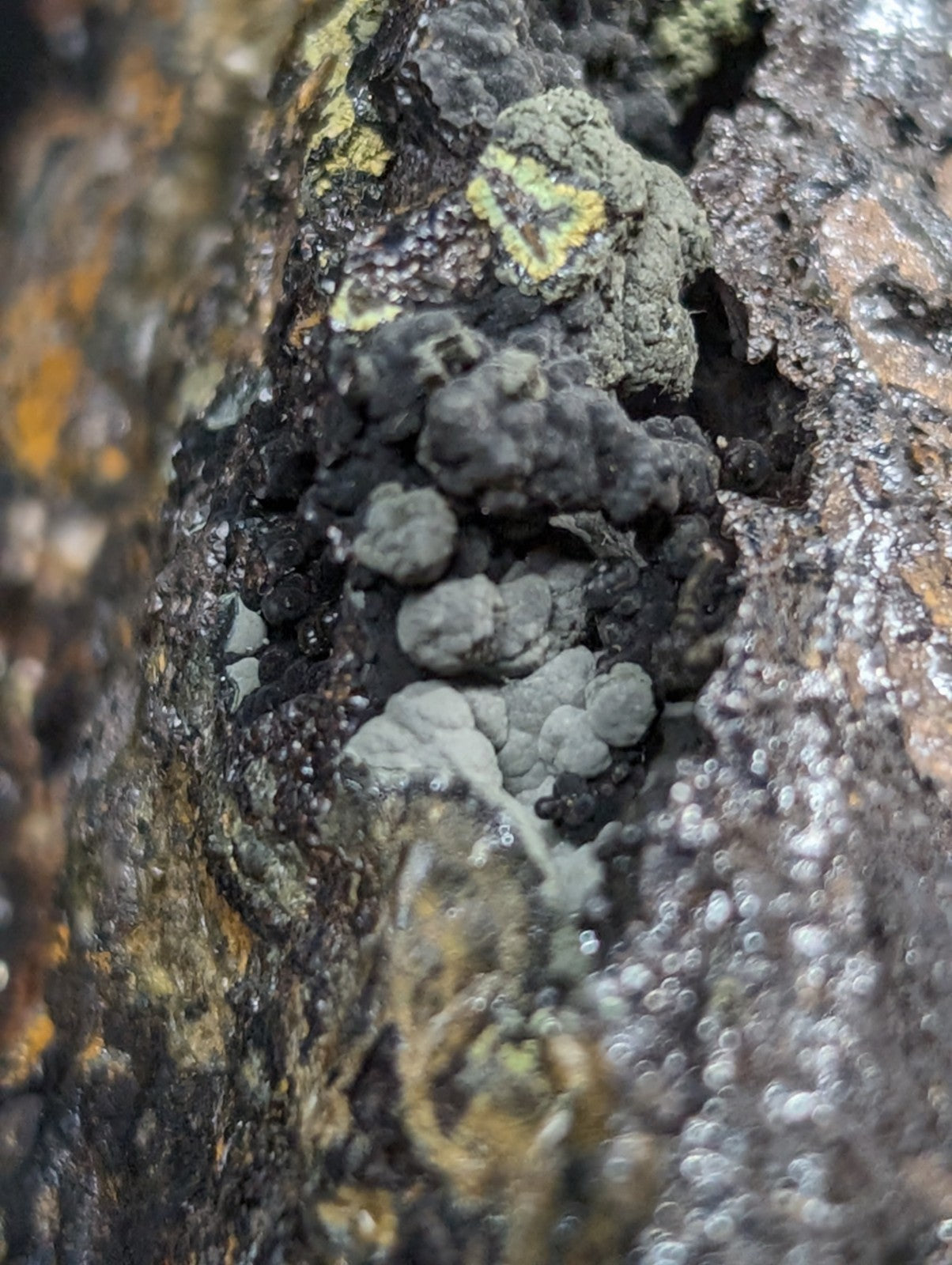 Gray, lumpy lichen with patches of yellow-green growth clinging to a dark, textured rock surface.