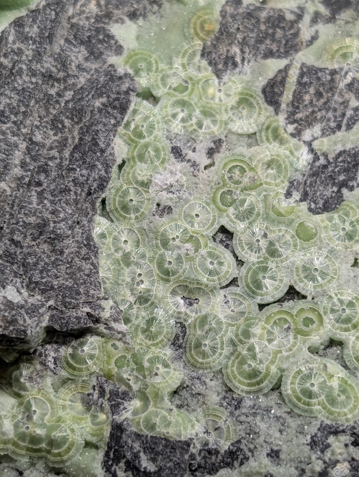 Green, translucent circular fossils embedded in a dark gray rock surface.