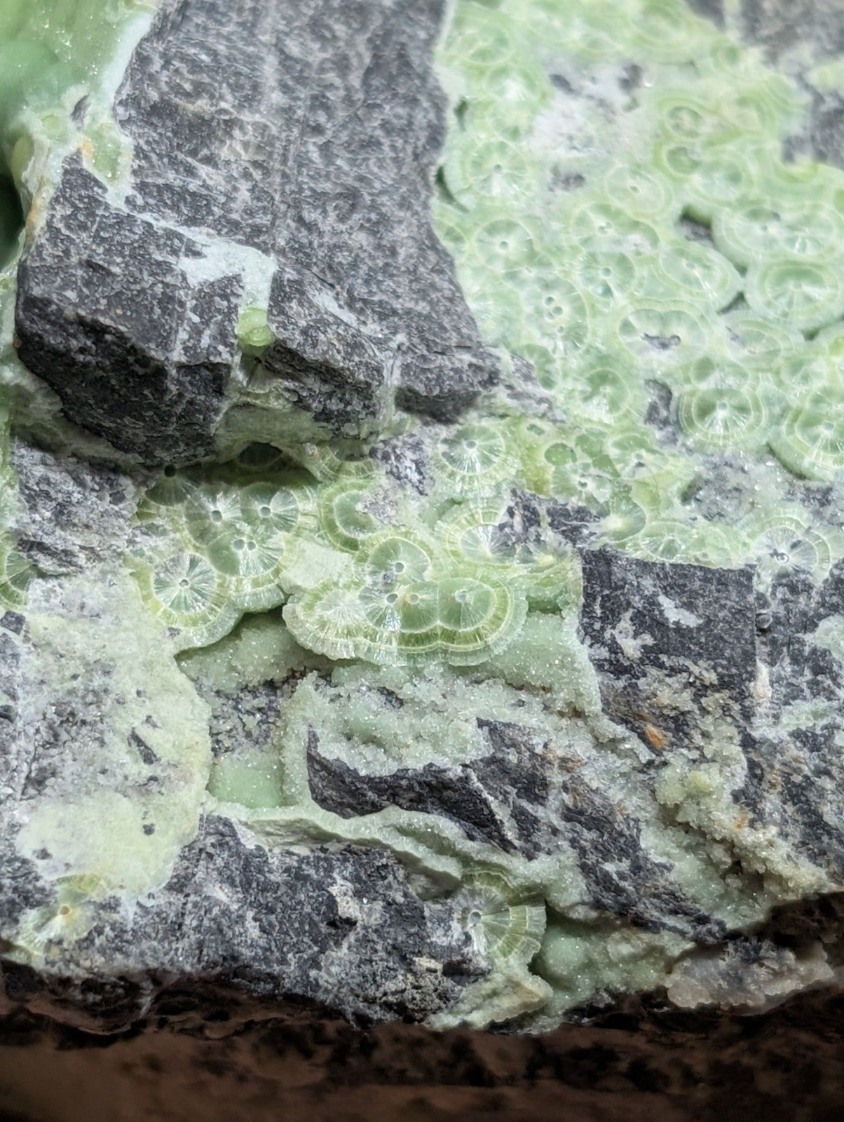 A cluster of pale green, circular fossilized coral formations embedded in a dark gray rock matrix.