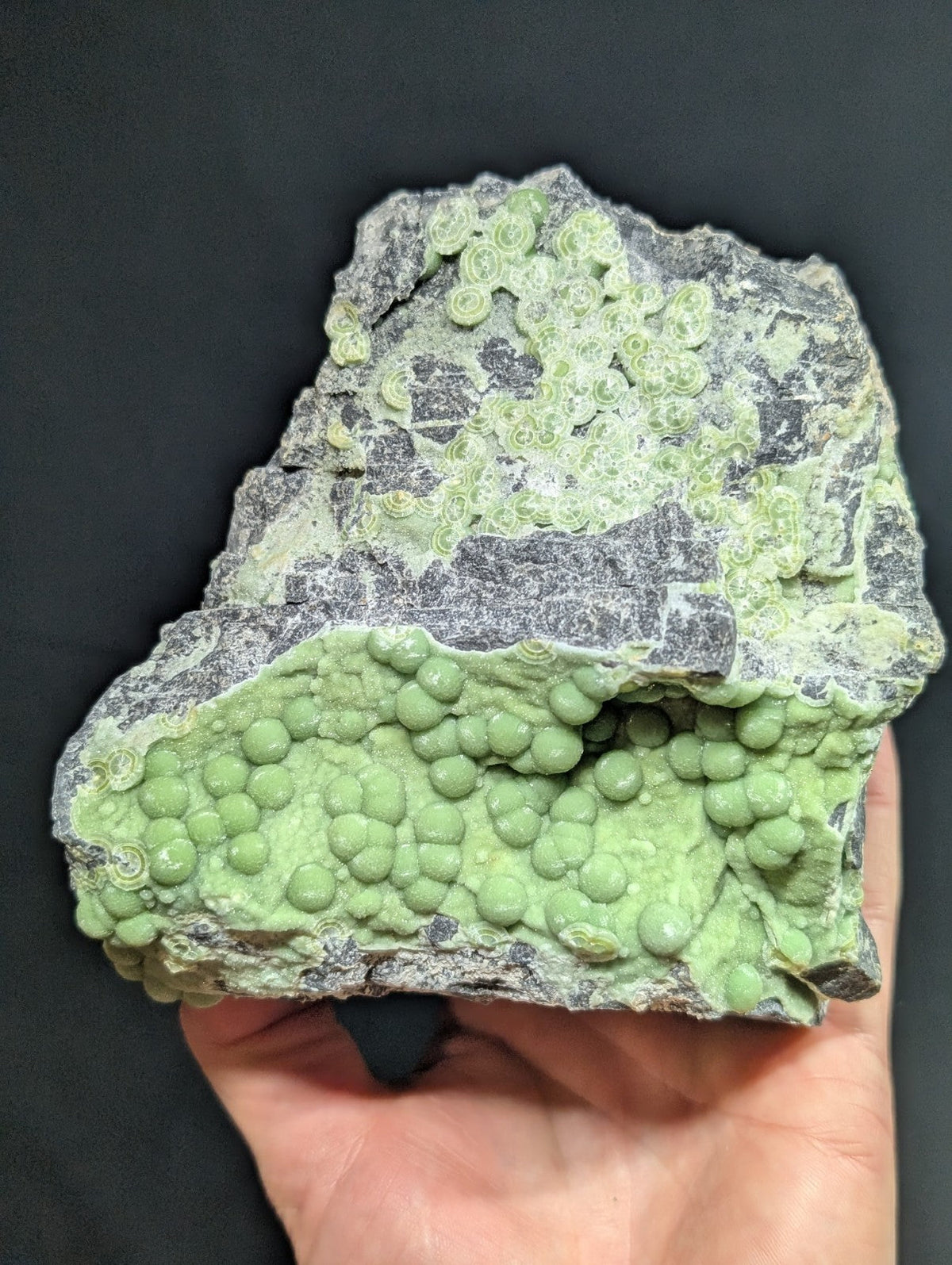 A hand holds a rough, irregularly shaped rock specimen featuring clusters of vibrant green, spherical fossilized shells embedded in its surface.