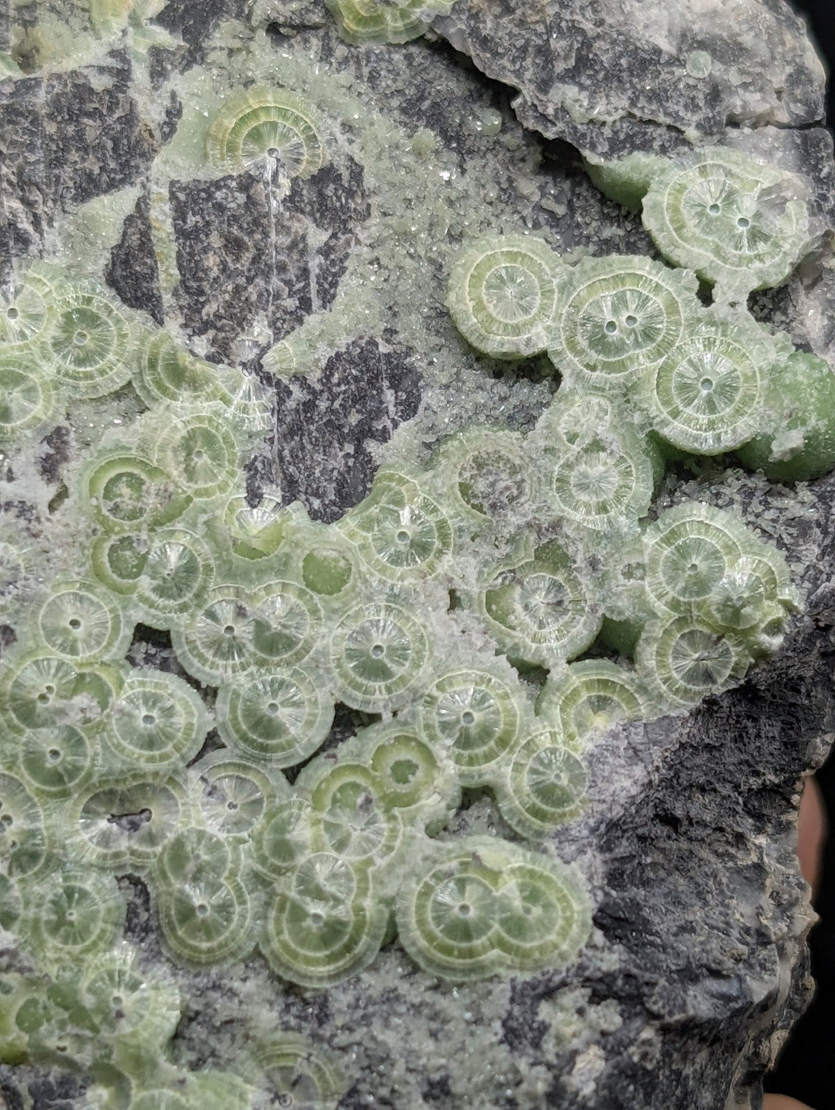 A cluster of translucent green fossilized coral formations embedded in a dark gray rock matrix.