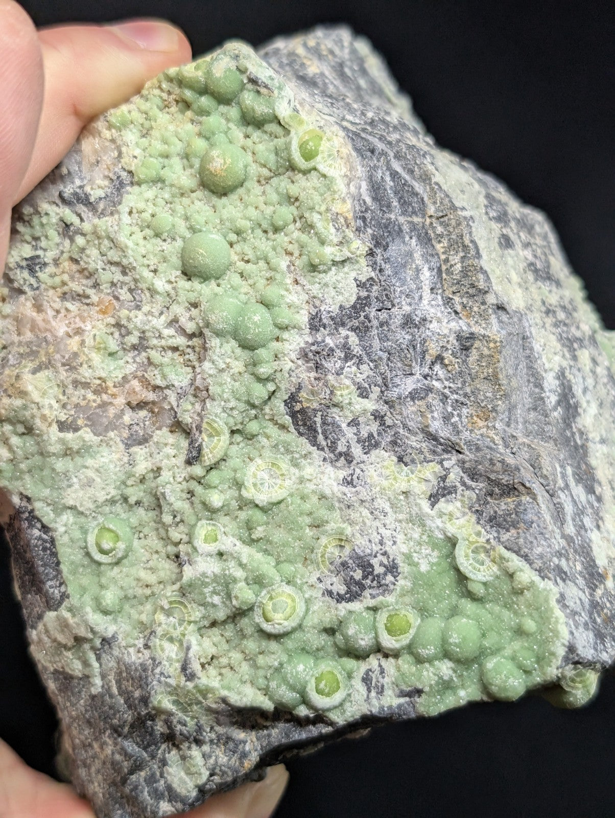 A hand holds a rough, gray rock specimen featuring clusters of small, round, light green mineral formations with some appearing hollow or ringed.