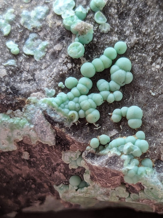 Light green, spherical lichen clusters growing on a textured rock surface.