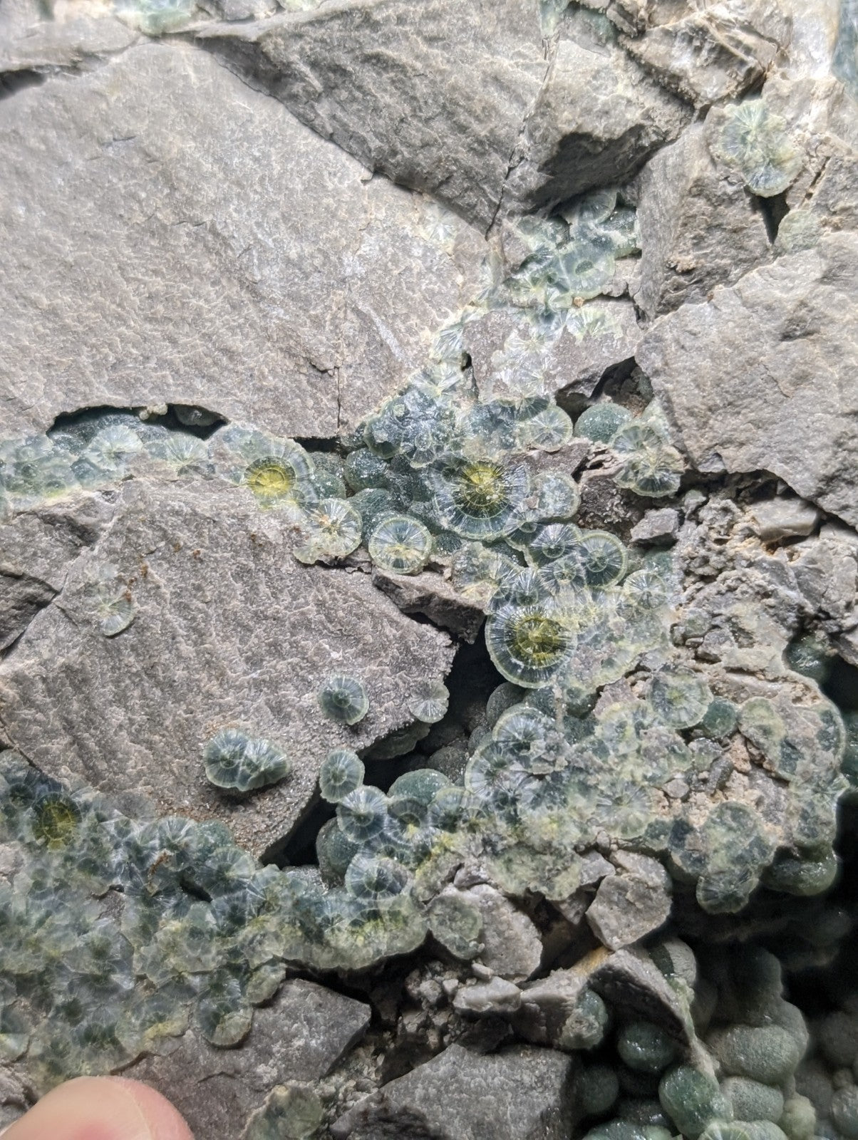 Translucent greenish-blue succulent with rounded, fleshy leaves growing among gray rocks