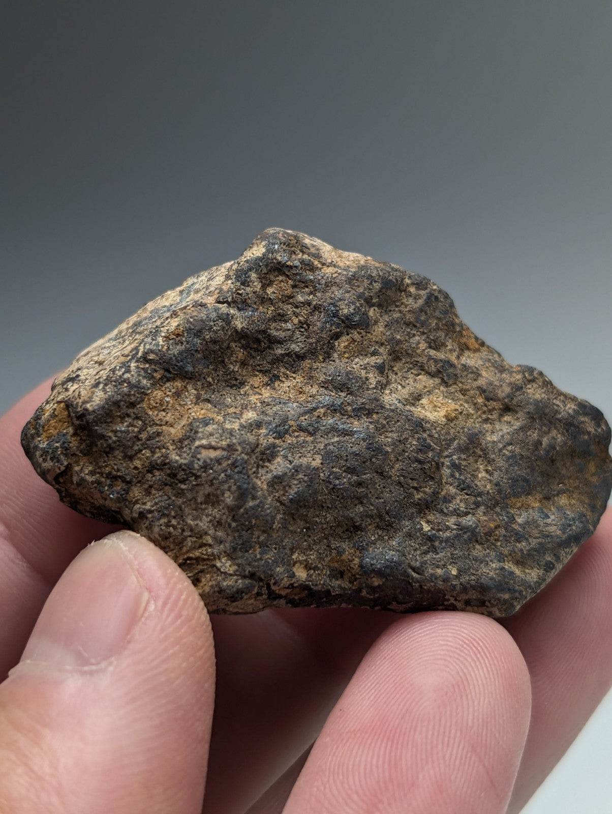 A rugged dark gray and brown natural magnetite lodestone meteorite held gently from magnet cove arkansas unique old stock