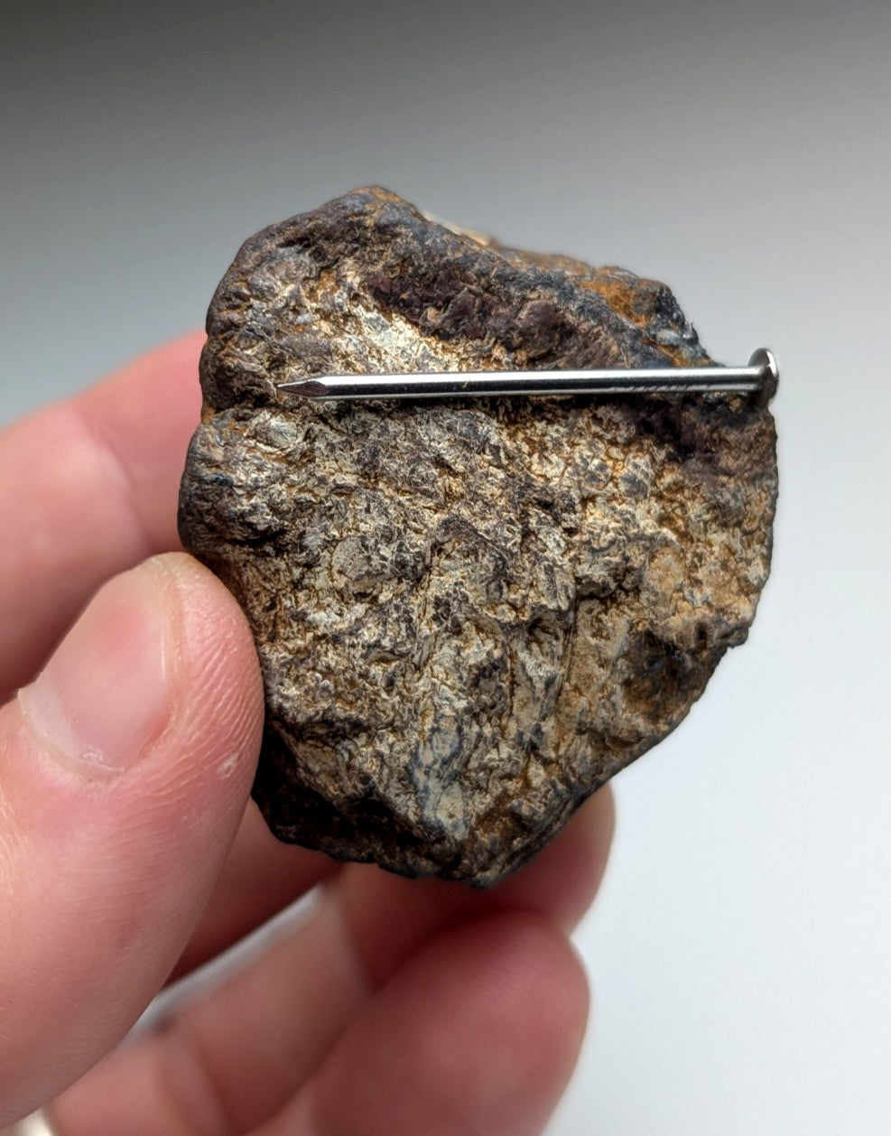 A rough dark brown and gray magnetite lodestone from Magnet Cove Arkansas with a metallic nail embedded horizontally