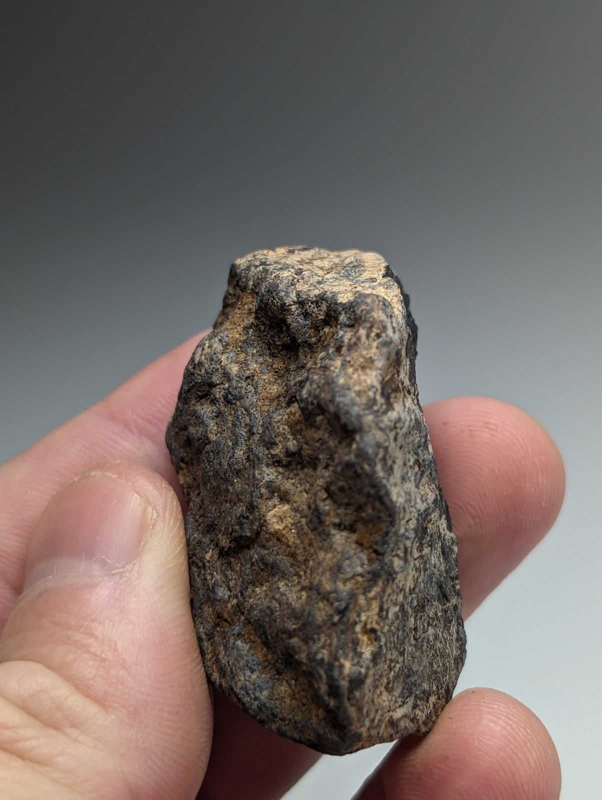 A rugged magnetite lodestone from magnet cove arkansas with a mottled dark gray and brown surface natural magnet