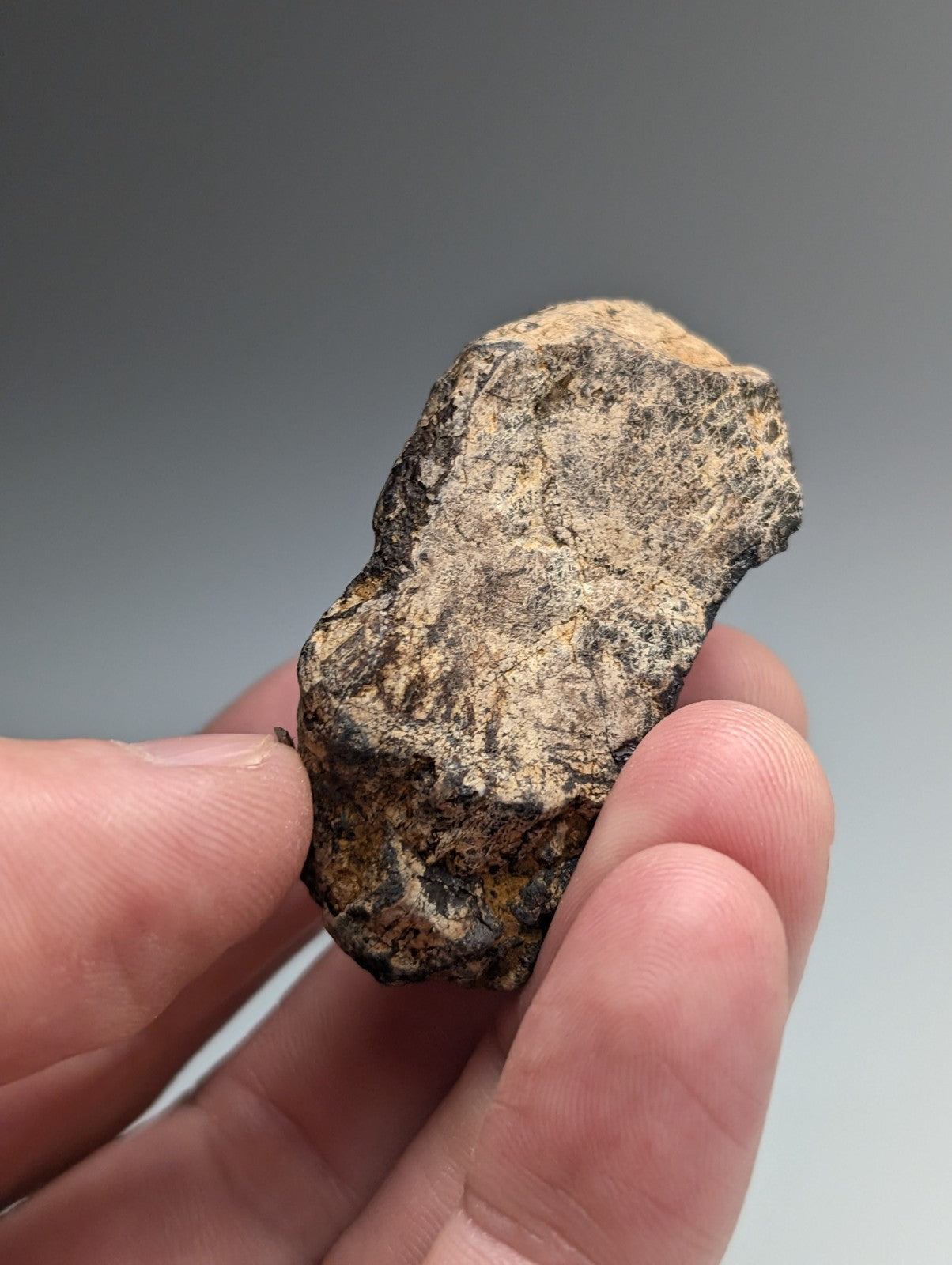 A rugged irregularly shaped magnetite lodestone meteorite with dark gray and tan mottled surface from magnet cove arkansas