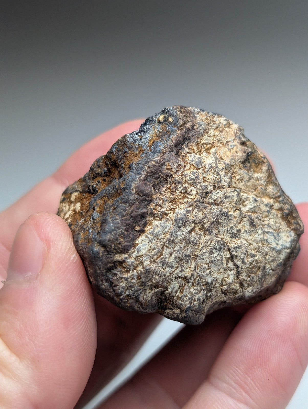 A rugged magnetite lodestone meteorite with mottled dark gray brown and tan surface from magnet cove arkansas