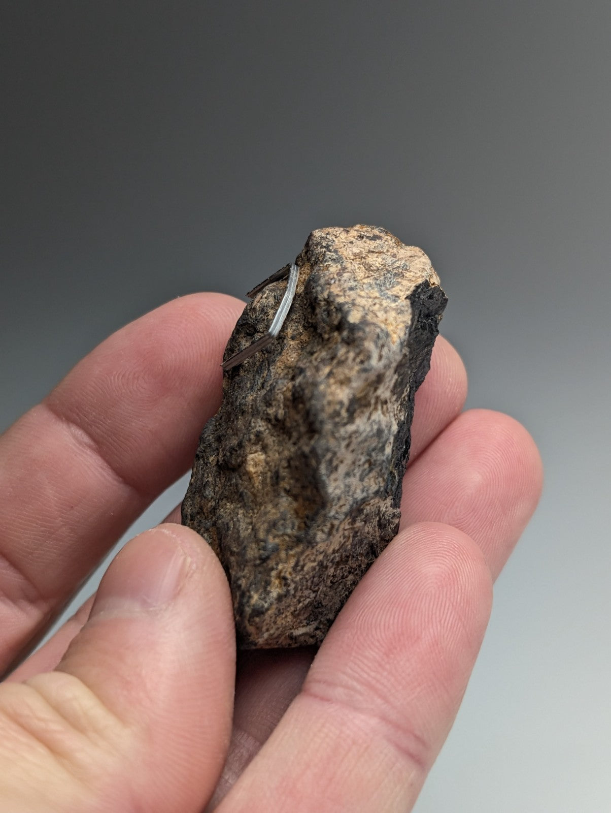 A rugged magnetite lodestone from magnet cove arkansas with a mottled dark brown and beige natural magnetic surface