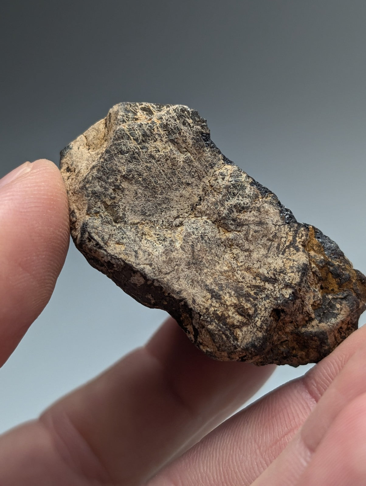 A rugged irregular magnetite lodestone from Magnet Cove Arkansas with a mottled dark gray and brown surface