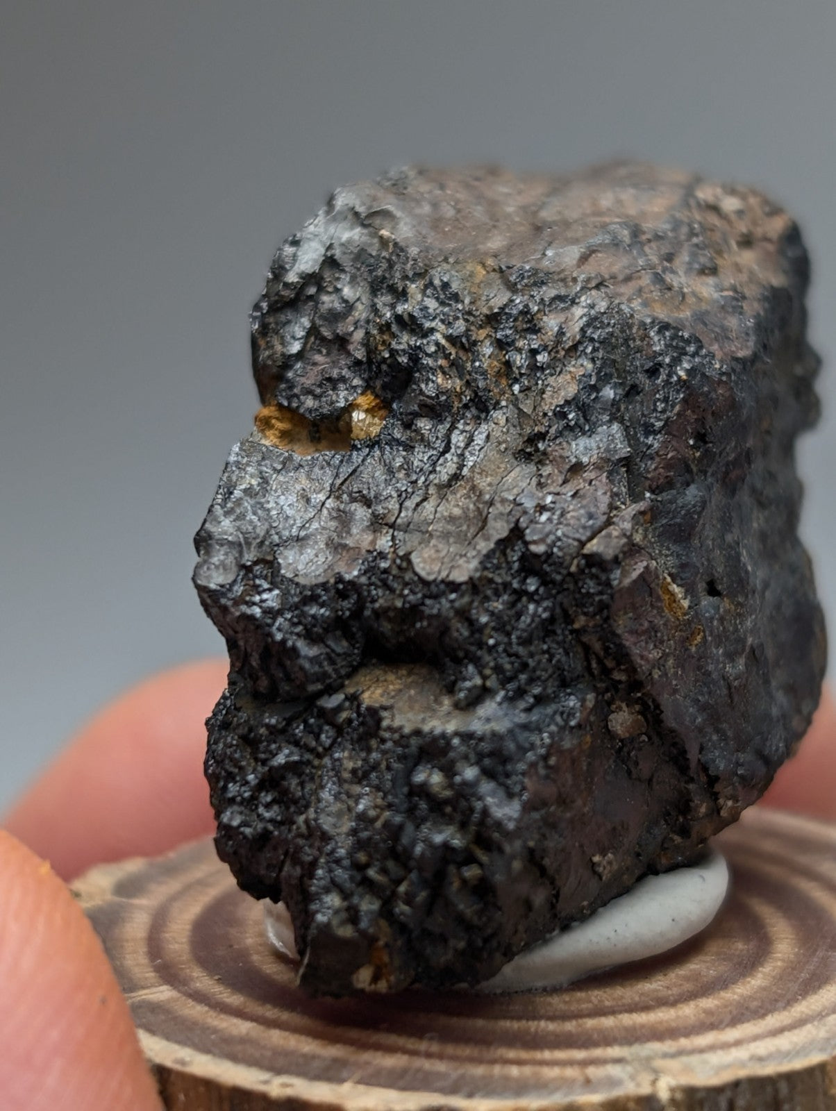A rugged dark metallic magnetite meteorite with subtle golden inclusions from Magnet Cove Arkansas on a wood stand