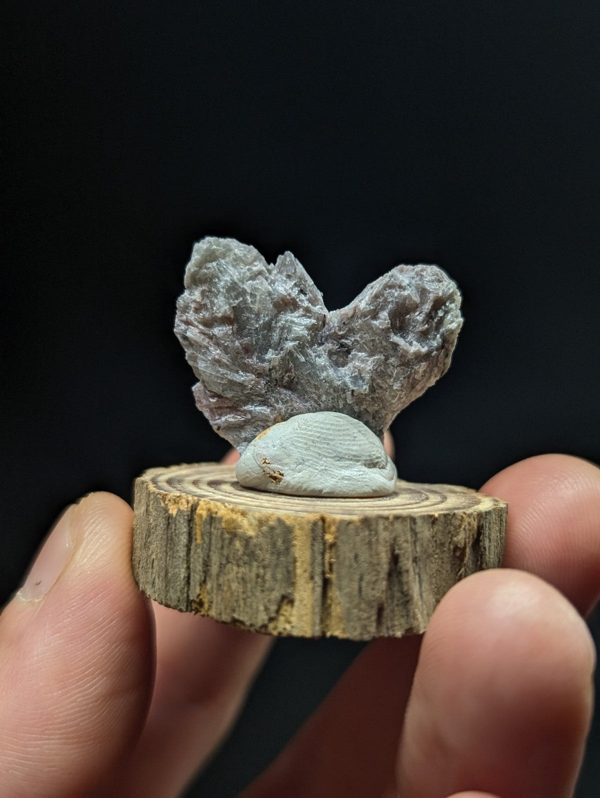 A gray, textured rock with a heart-like shape sits atop a smooth, light blue shell on a circular wooden slice.
