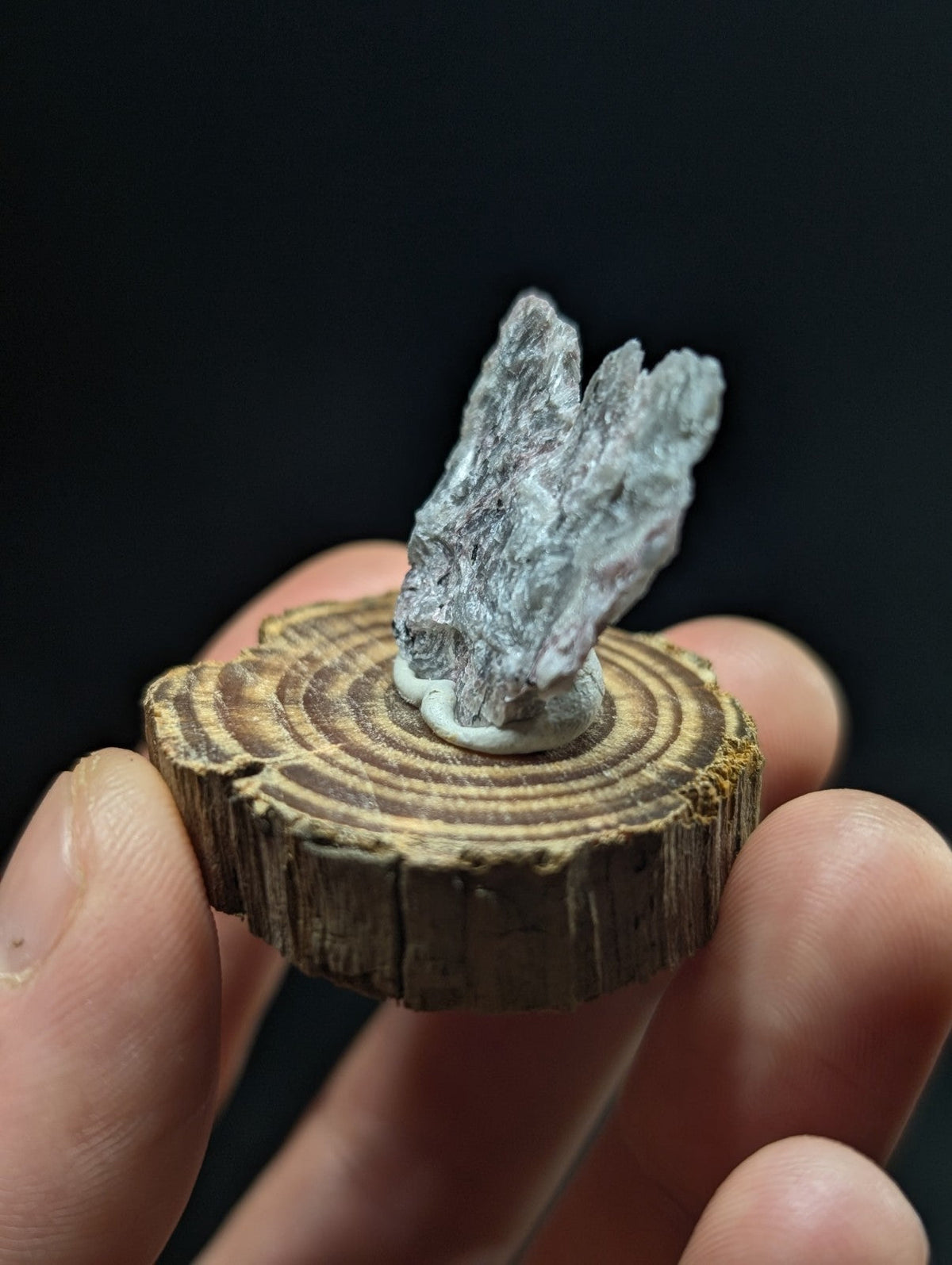 A silver-gray, jagged mineral specimen mounted on a circular wooden slice.