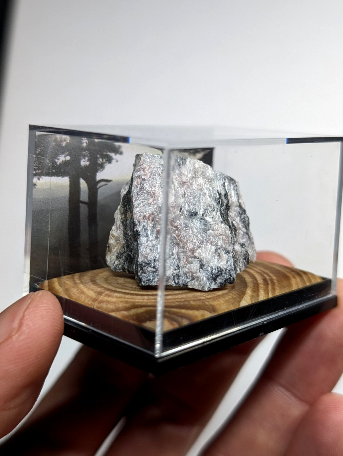 A gray, textured rock specimen displayed in a clear acrylic display case with a wooden base.