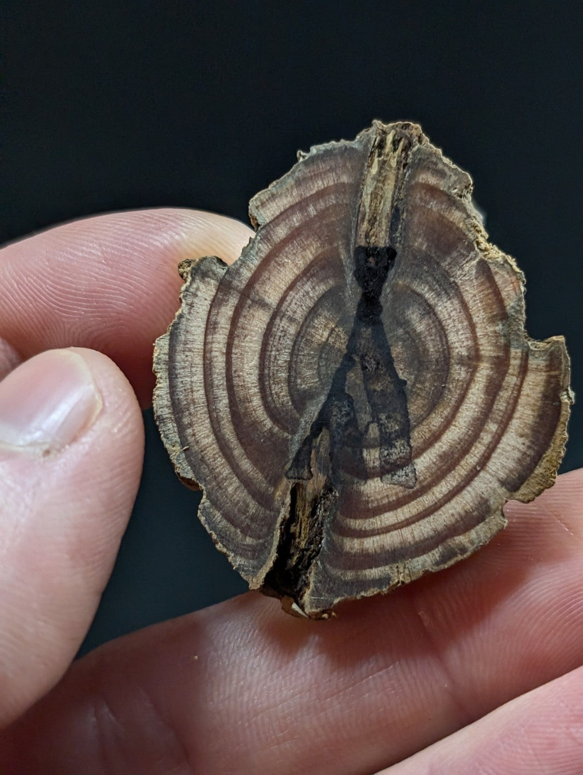 A rustic, split cross-section of a tree trunk with visible concentric growth rings and weathered brown bark.
