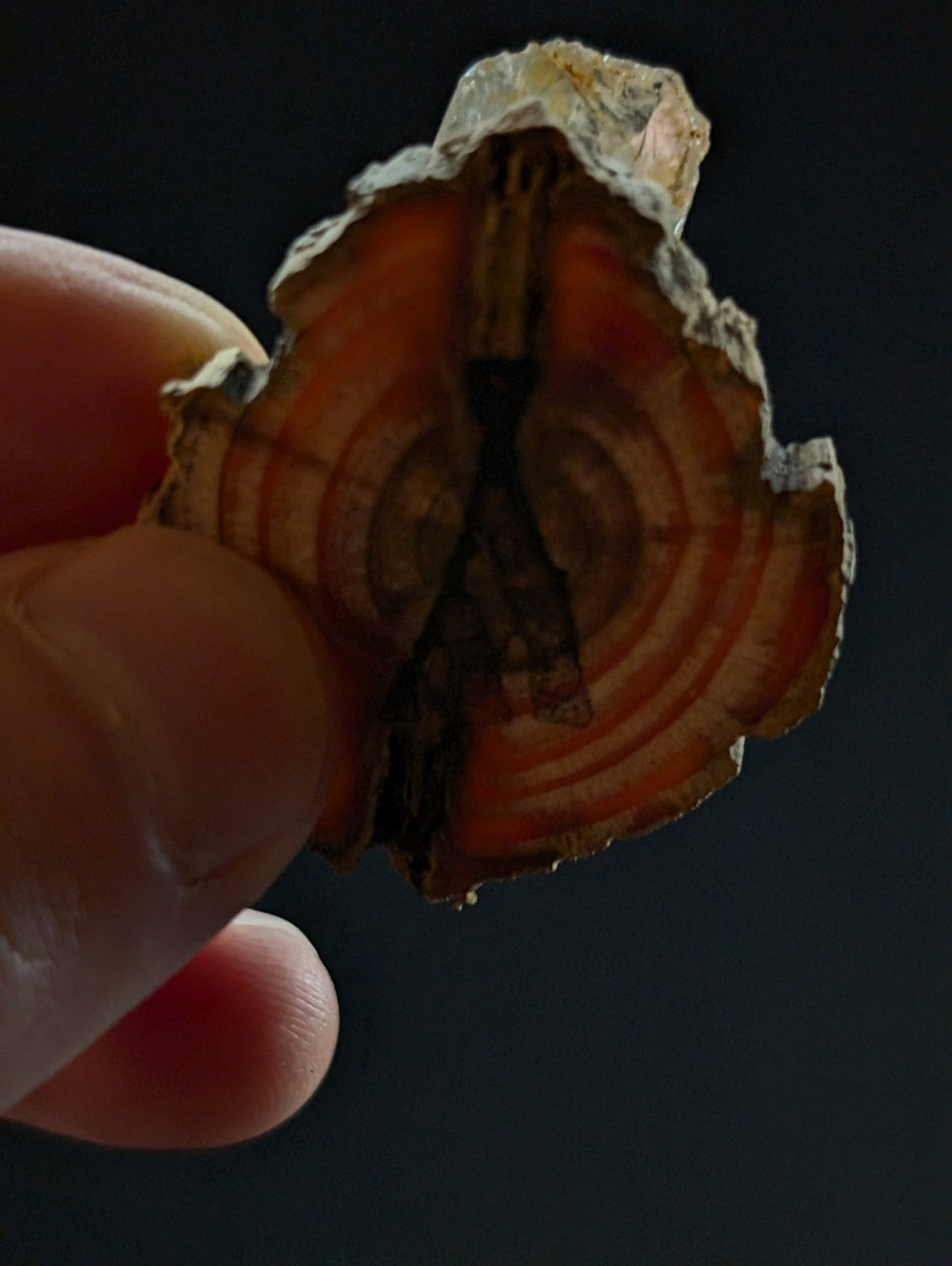 A rustic, irregularly shaped slice of orange-brown agate with concentric rings and a rough, natural edge.