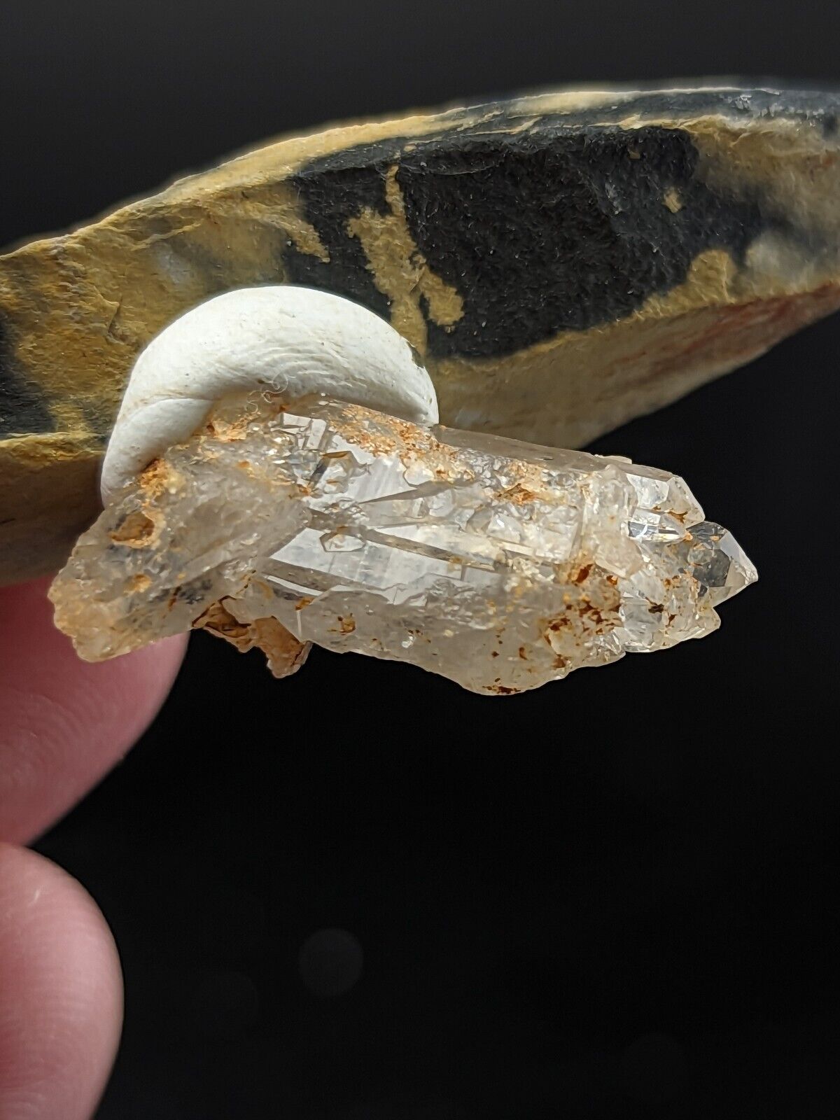 Translucent quartz crystal with white shell fragment.