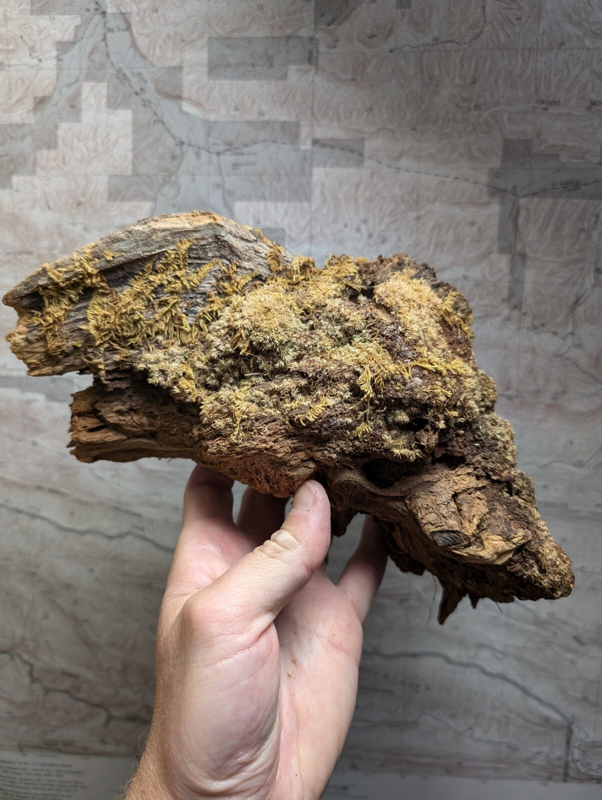 A weathered, brown driftwood piece with patches of greenish-yellow moss growing on its textured surface.