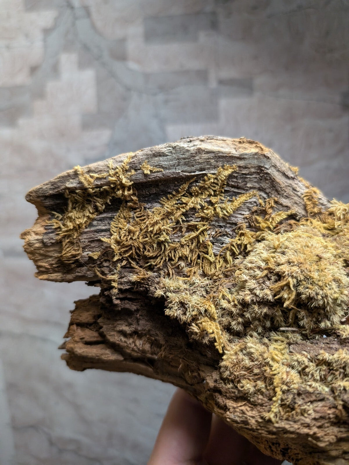 A rugged, weathered piece of driftwood with patches of vibrant yellow-green moss clinging to its textured surface.