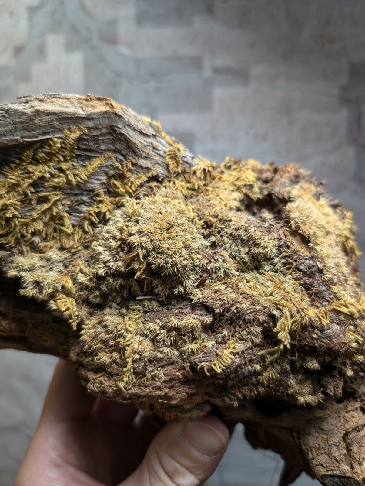 A rugged, weathered piece of driftwood covered in dense patches of vibrant yellow-green moss.