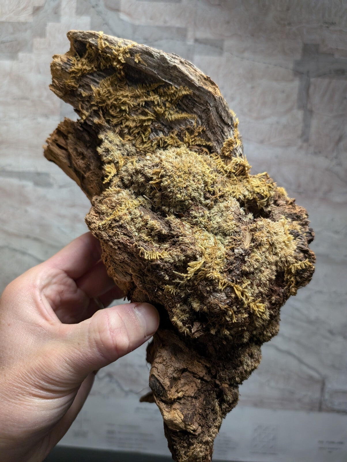 A rugged, dark brown piece of driftwood with patches of vibrant yellow-green moss growing over its textured surface.