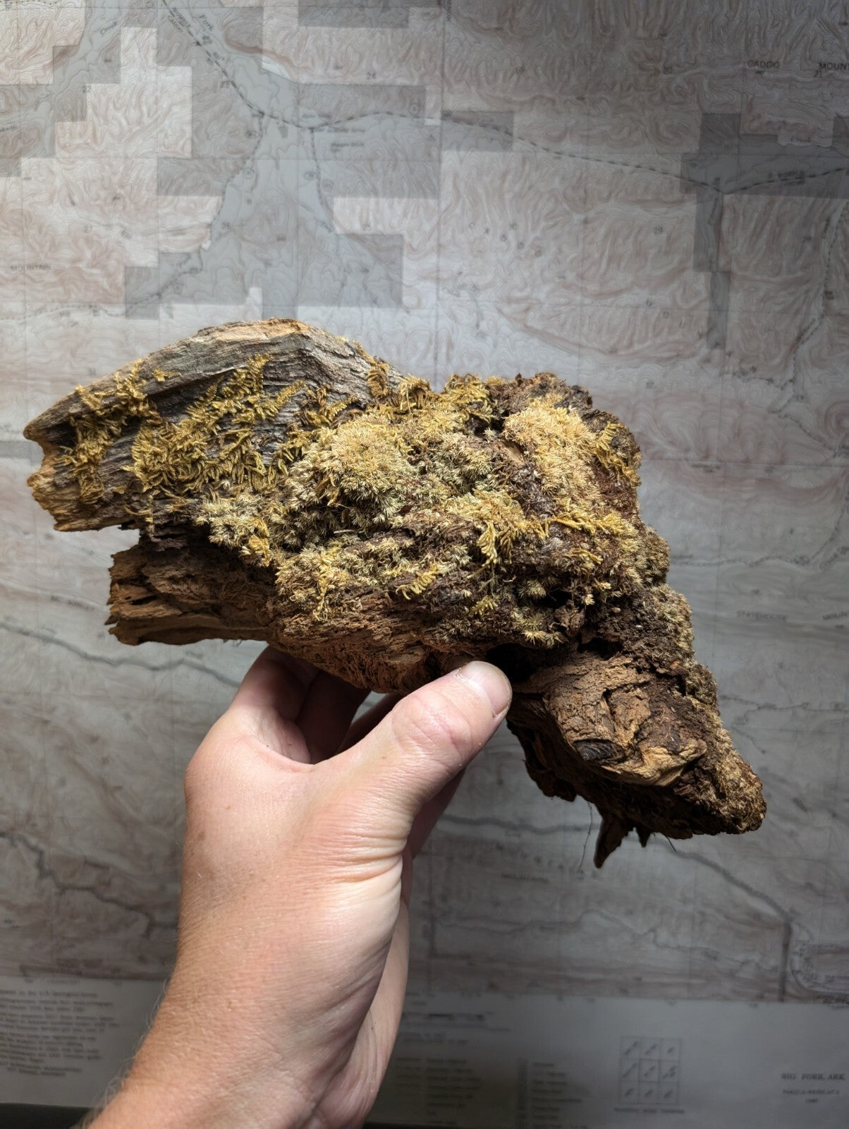 A rugged, moss-covered piece of driftwood with a weathered brown bark and patches of greenish-yellow lichen.