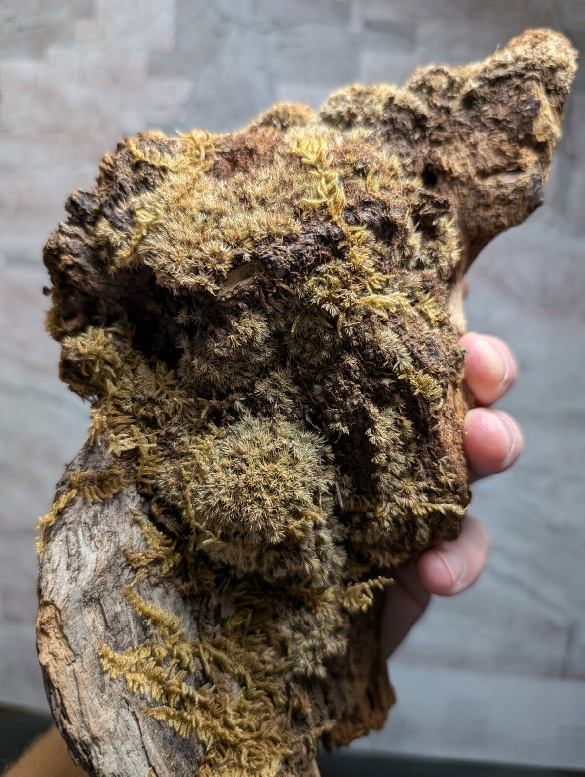 A rugged, dark brown piece of driftwood with patches of vibrant green moss growing over its textured surface.