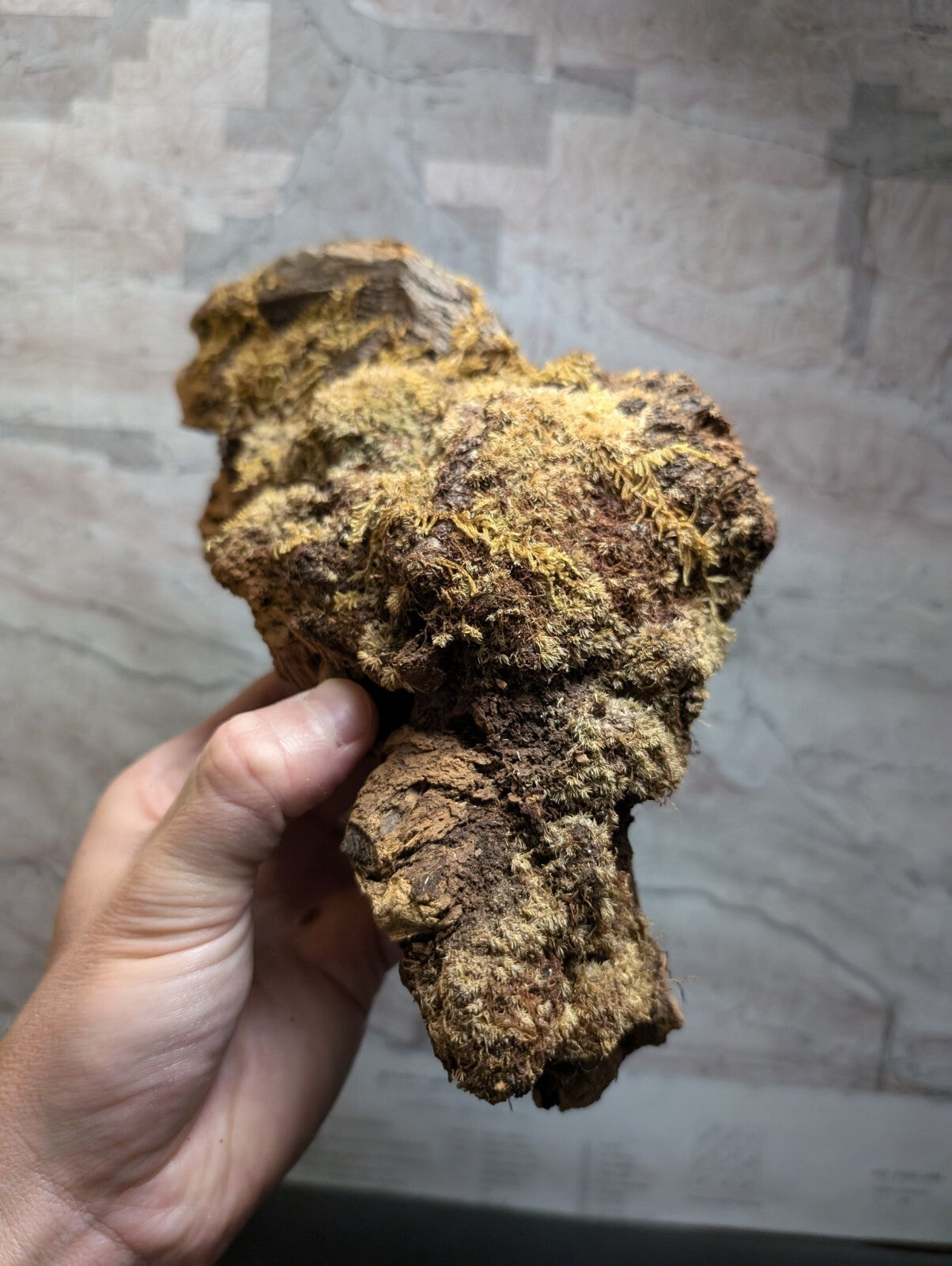 A rugged, irregularly shaped piece of dried root with a rough, textured surface covered in patches of yellowish-brown moss.