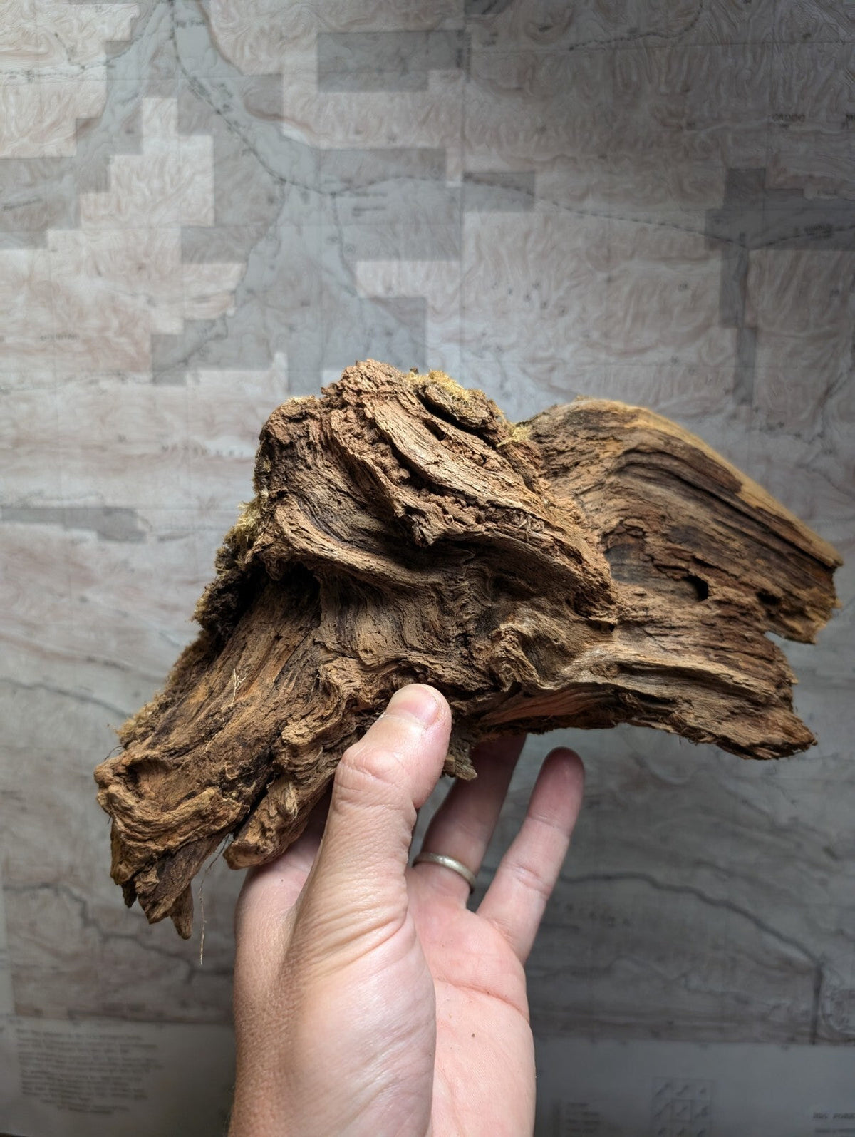 A hand holds a piece of intricately textured, dark brown driftwood with natural grooves and layered patterns.