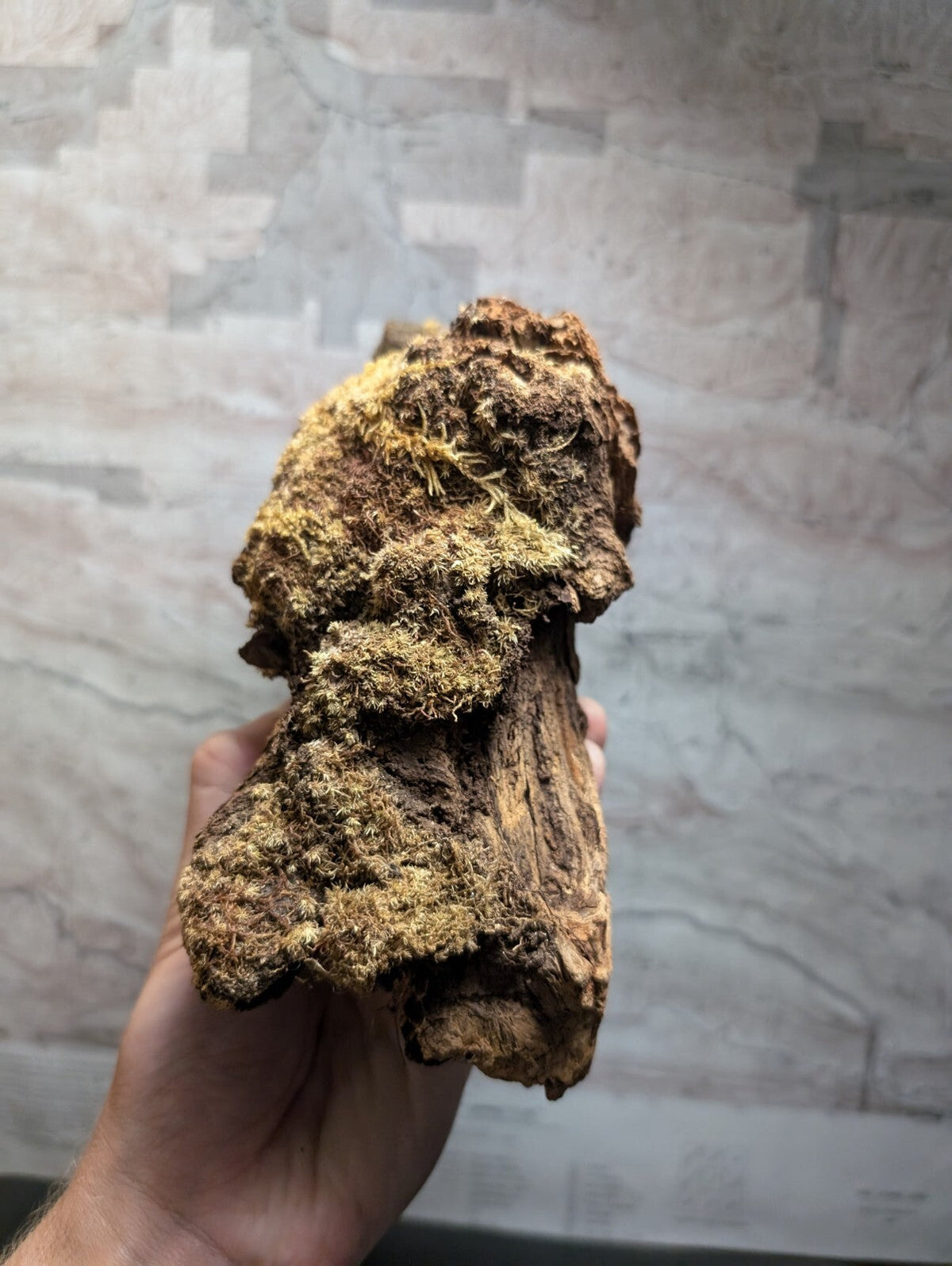 A weathered, moss-covered piece of driftwood with a rough, textured surface and earthy tones.