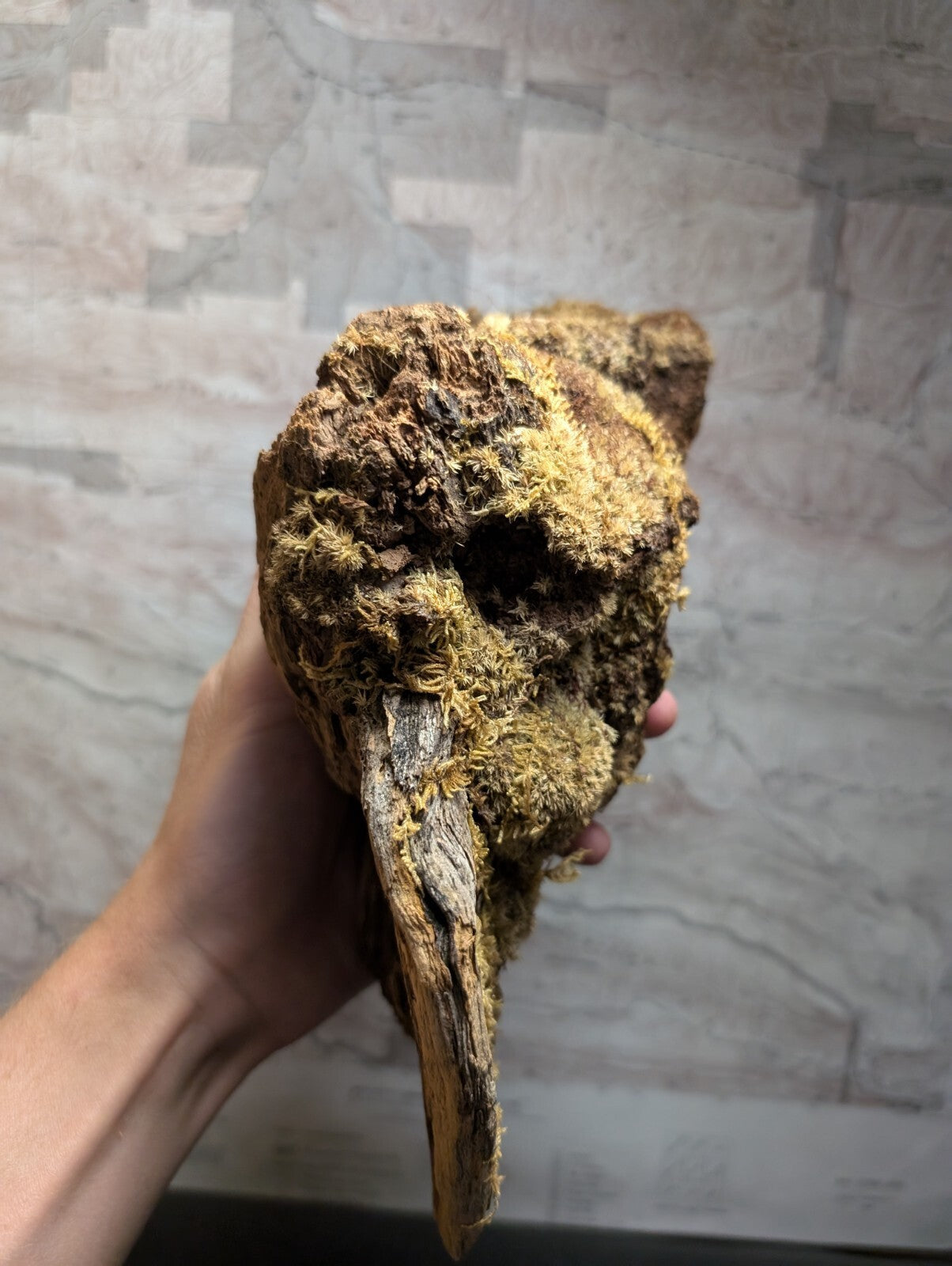 A weathered, moss-covered skull-shaped decorative piece with a long beak-like protrusion and textured surface.