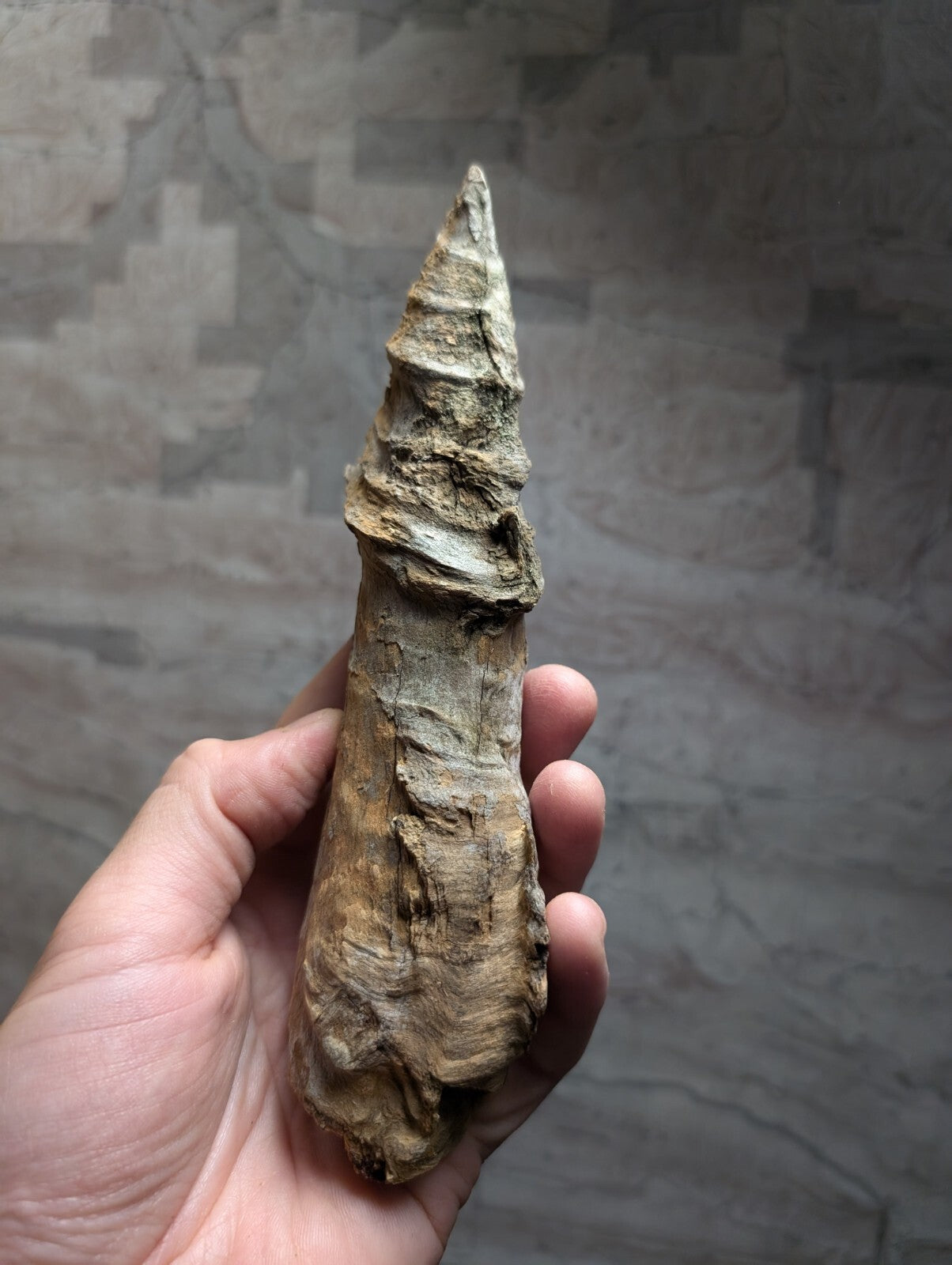 A weathered, spiral-shaped fossilized horn with a textured surface and earthy brown tones.