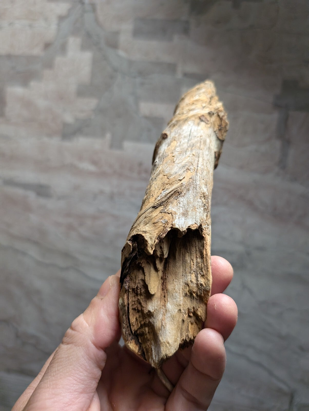 A weathered, light brown driftwood piece with rough, natural textures and a slightly curved shape.