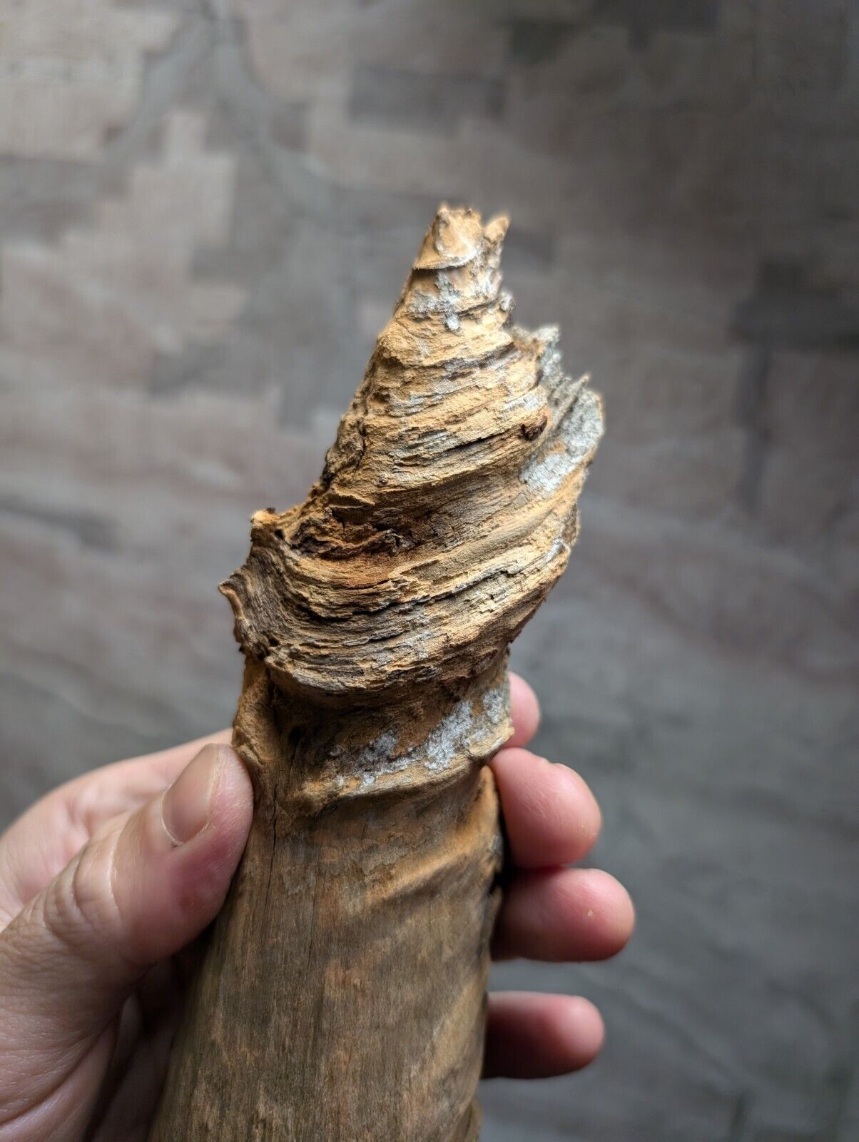 Natural Pine Knot Wooden Forest Decor Arkansas USA - Home Crafts Terrariums - Crafts:Multi-Purpose Craft