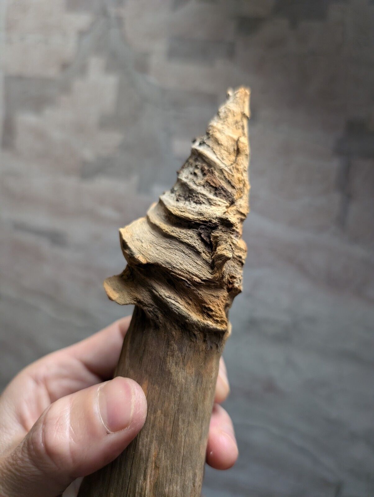 Natural Pine Knot Wooden Forest Decor Arkansas USA - Home Crafts Terrariums - Crafts:Multi-Purpose Craft