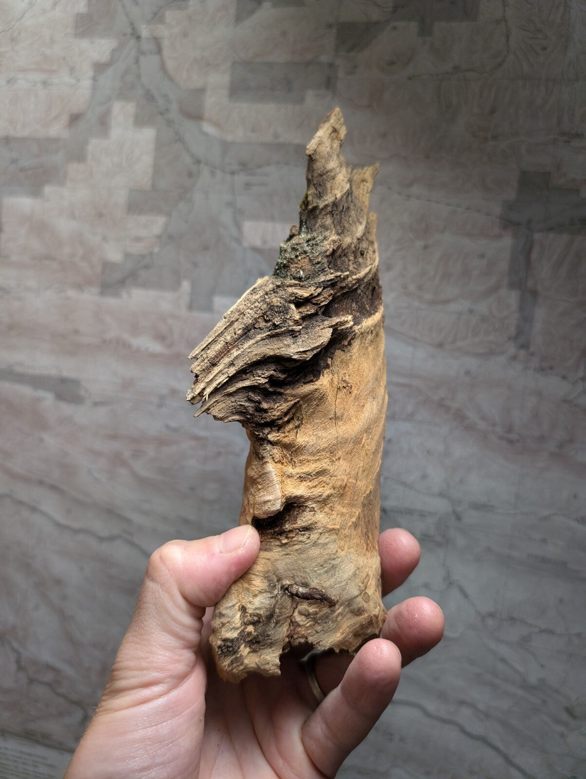 A hand holds a piece of weathered, light brown driftwood with rough, textured bark and natural irregularities.