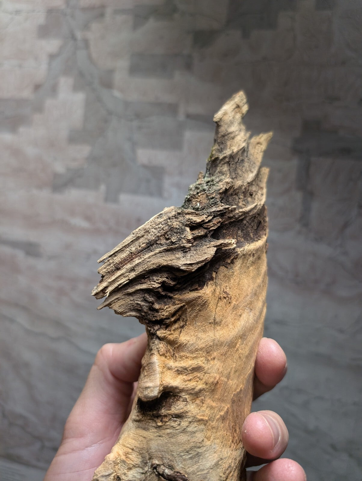 A weathered, light brown piece of driftwood with rough, layered textures and natural bark-like ridges.