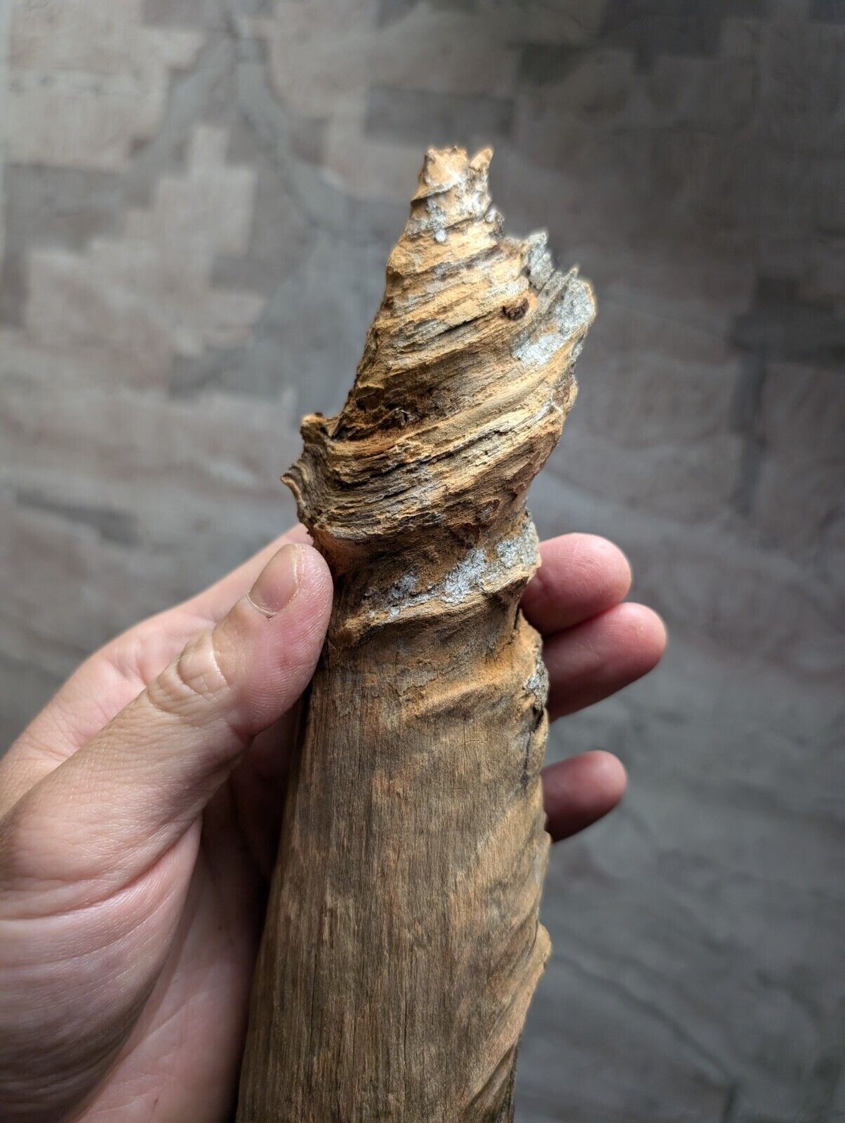 Natural Pine Knot Wooden Forest Decor Arkansas USA - Home Crafts Terrariums - Crafts:Multi-Purpose Craft