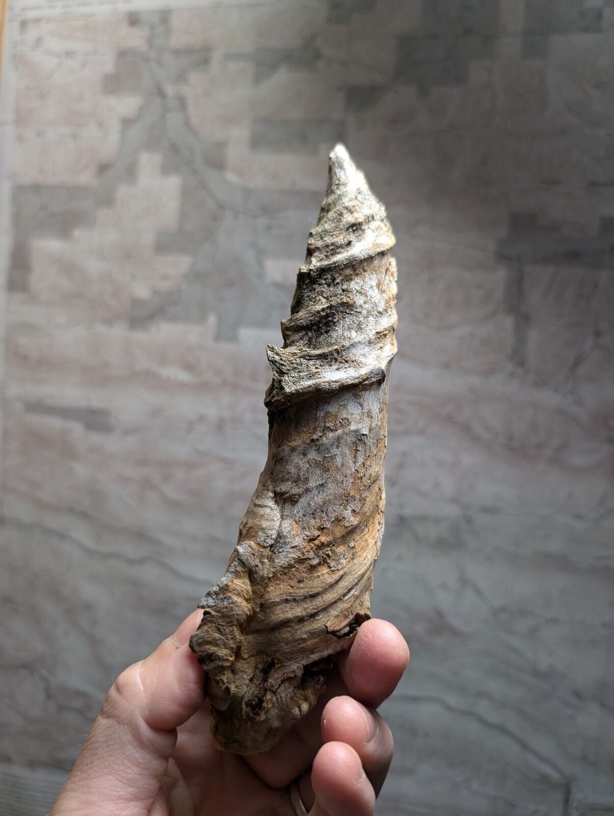 Fossilized spiral horn.