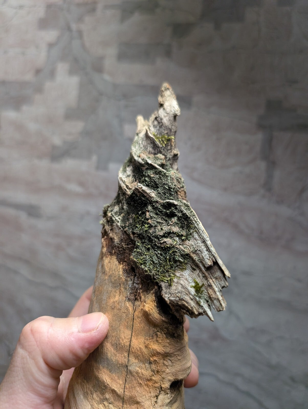 A weathered, moss-covered tree root with a rough, textured surface and natural brown tones.