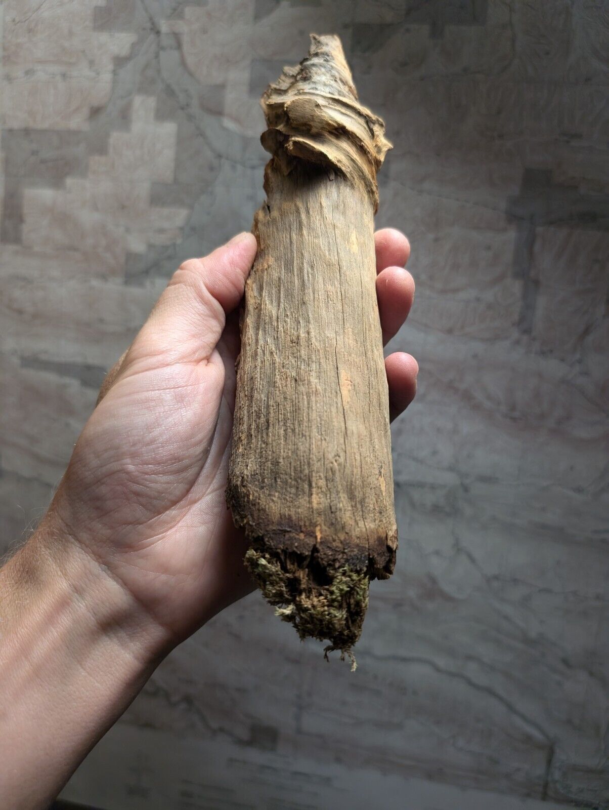 Natural Pine Knot Wooden Forest Decor Arkansas USA - Home Crafts Terrariums - Crafts:Multi-Purpose Craft