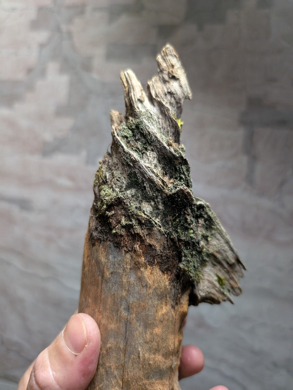 Weathered driftwood with a rough, gnarled texture and patches of green moss clinging to its surface.