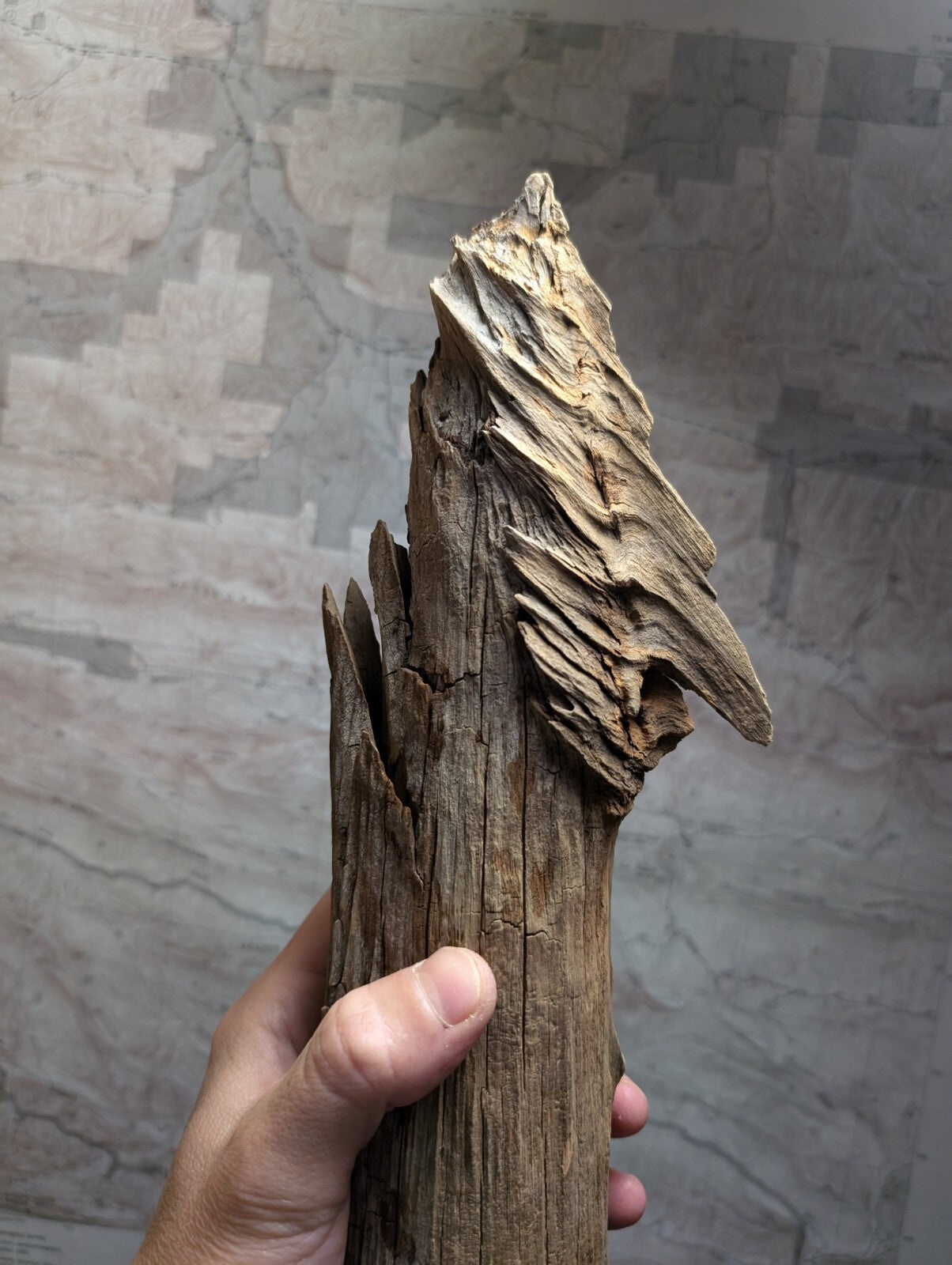 A weathered, light brown driftwood piece with a naturally carved bird-like shape at the top.