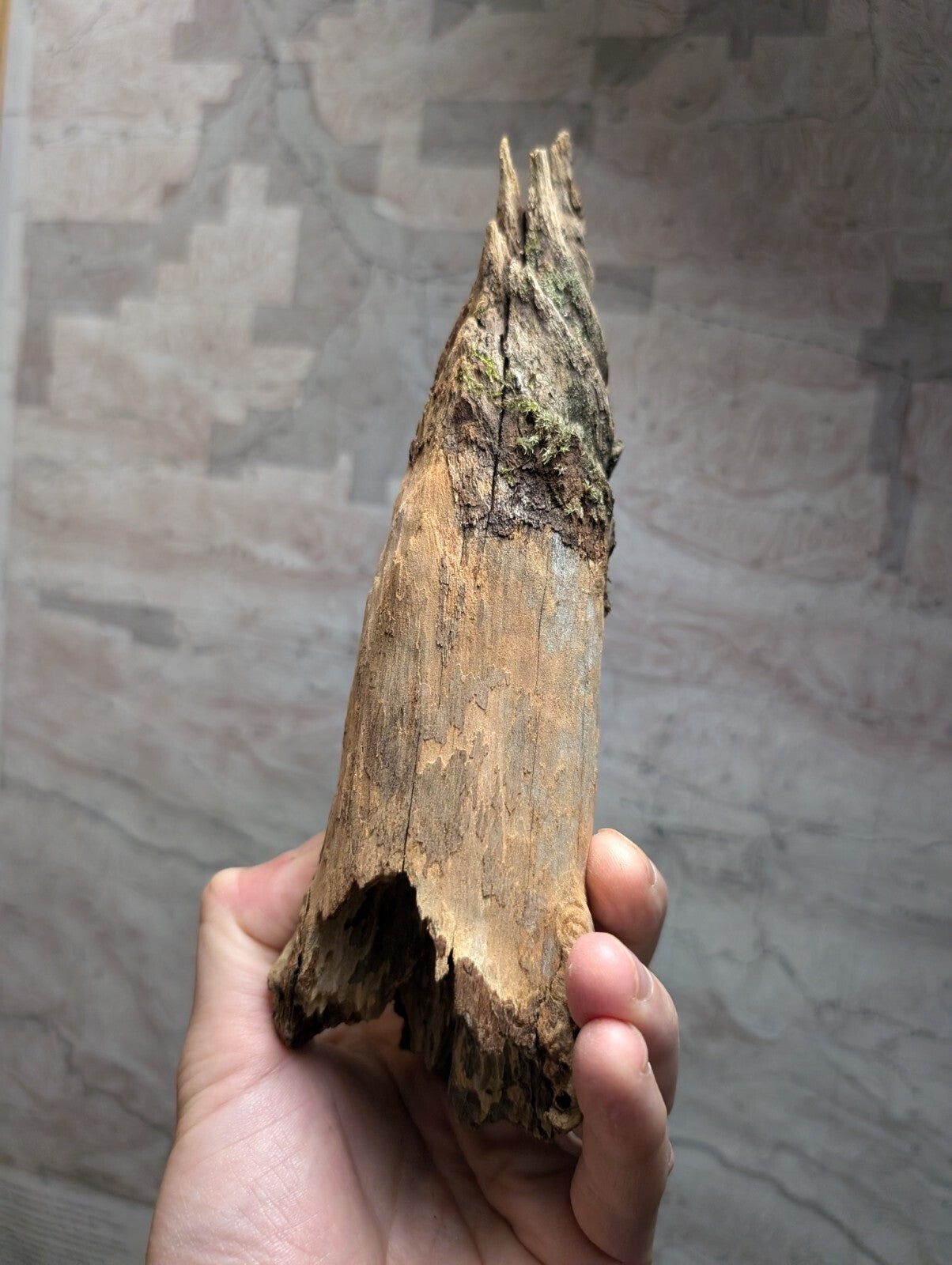 Weathered, light brown driftwood with a rough texture and green moss clinging to its upper surface.