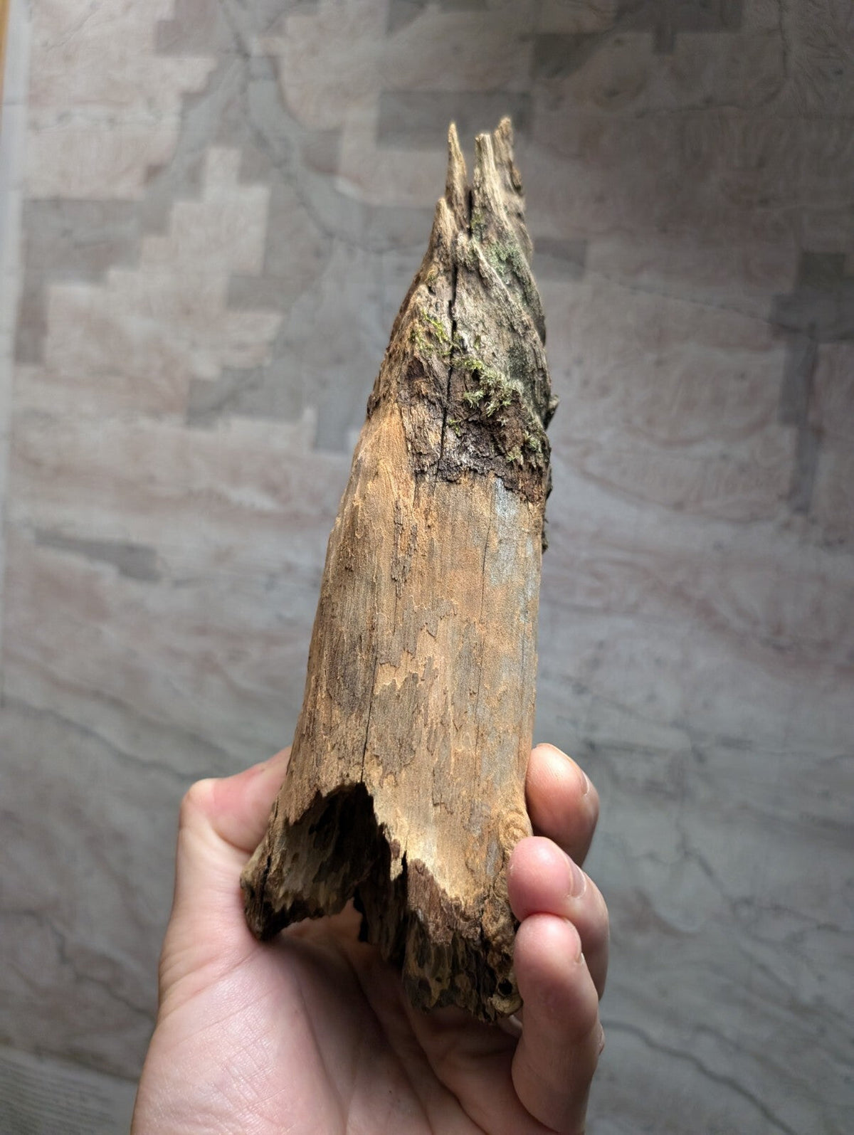 Weathered, light brown driftwood with a rough texture and green moss clinging to its upper surface.