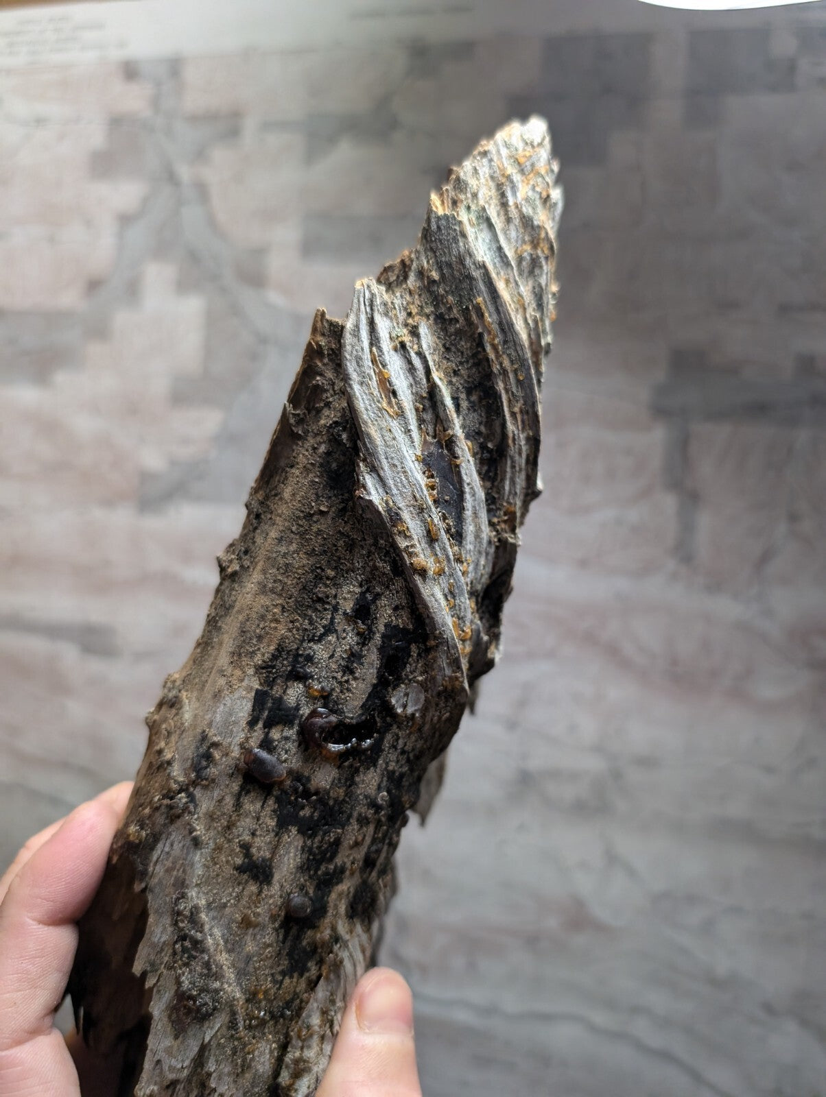 A weathered, dark brown driftwood piece with a twisted, textured surface and lighter grayish striations.